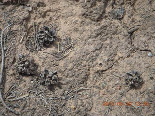 drive to Calamity Mine - pine cones