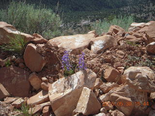 339 8zw. drive from Calamity Mine - flowers