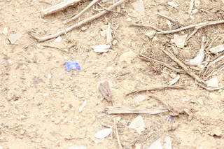 Calamity Mine camp site - blue glass