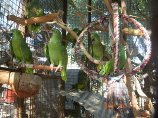 birds at The Perch Brewery