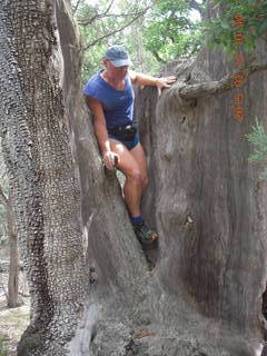 2787 91c. Debbie's and Ted's cabin - hike - Adam in tree