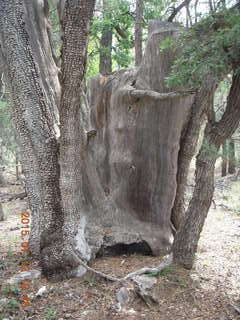 2790 91c. Debbie's and Ted's cabin - hike - Adam in tree