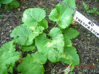Afton, Minnesota, run - cool plant