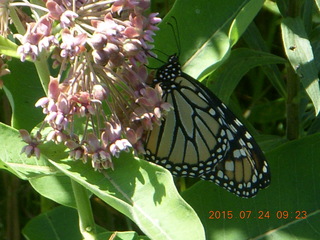 Afton, Minnesota, run - butterfly