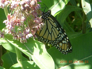 105 91q. Afton, Minnesota, run - butterfly