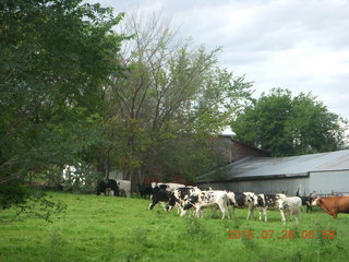 Afton, Minnesota, run - cows