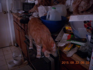 417 93n. my cat Max on a messy stove