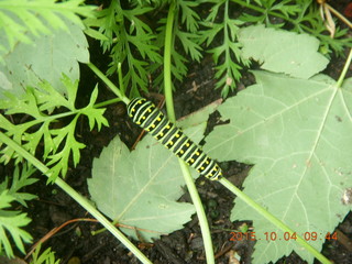 cool caterpillar in back yard - Melrose Park