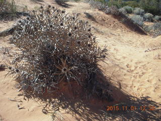 52 951. Coral Pink Sand Dunes State Park