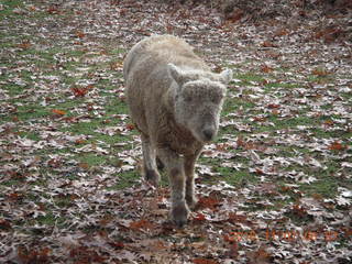 Holmdel Park - sheep