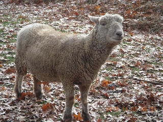 Holmdel Park - sheep