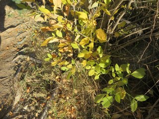 Coral Pink Sand Dunes State Park plant