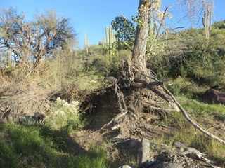 Coral Pink Sand Dunes State Park plants