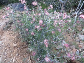 Beth B hike Spur Cross - Beth's pictures - Adam