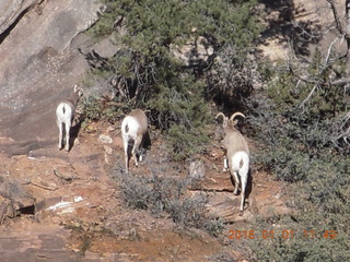 Zion National Park - Observation Point hike - big horn sheep