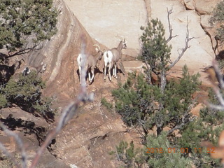 Zion National Park - Observation Point hike - big horn sheep