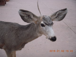 Zion National Park - Visitors Center - mule deer up close