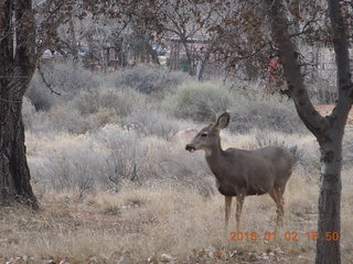 Zion National Park - Visitors Center - mule deer up close