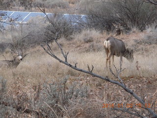 Zion National Park - Visitors Center - mule deer up close