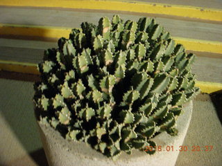 cactus