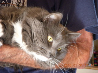 Neil's cat
