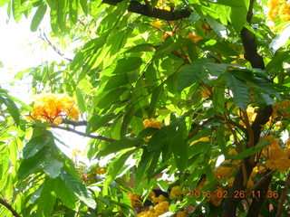 Bangkok - Phisit's place - flowers on tree