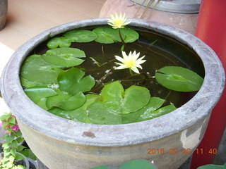 Bangkok - Phisit's place- lilies