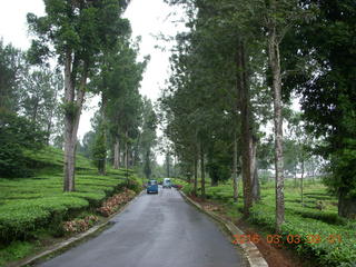 51 993. Indonesia tea plantation