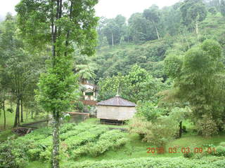 54 993. Indonesia tea plantation