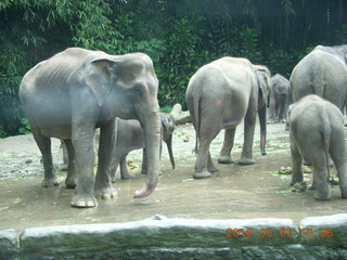 84 993. Indonesia Safari ride - elephants