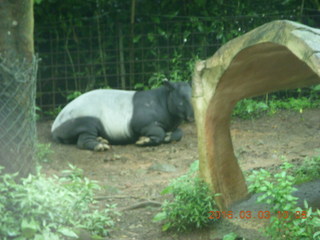 Indonesia Safari ride - tapir