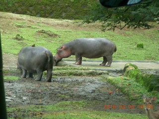 Indonesia Safari ride - hippopotomoi
