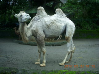 98 993. Indonesia Safari ride - camel