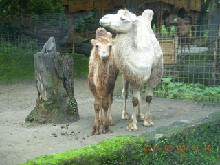 101 993. Indonesia Safari ride - camels