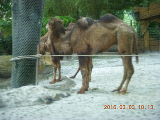 Indonesia Safari ride camels
