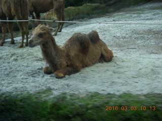 105 993. Indonesia Safari ride - camels