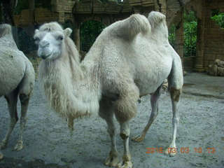 Indonesia Safari ride- camels