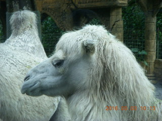 108 993. Indonesia Safari ride - camels