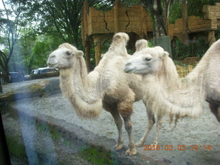 Indonesia Safari ride - camels