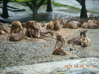 121 993. Indonesia Safari ride - gazelles