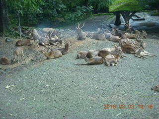 123 993. Indonesia Safari ride - gazelles