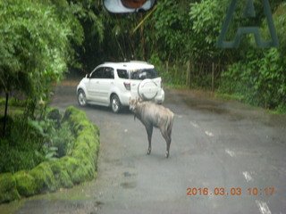 Indonesia Safari ride - tapir in road
