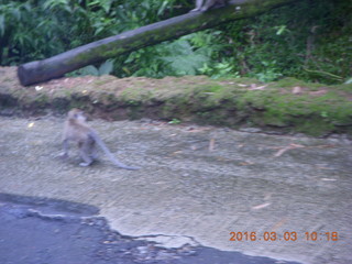 Indonesia Safari ride - monkey