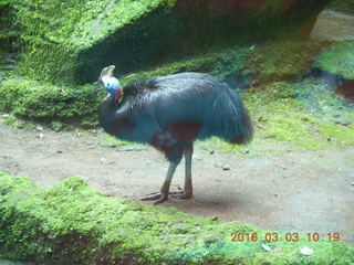 133 993. Indonesia Safari ride - bird