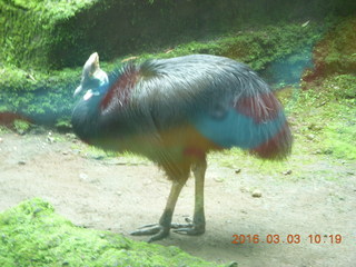 135 993. Indonesia Safari ride - bird