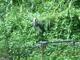 138 993. Indonesia Safari ride bird
