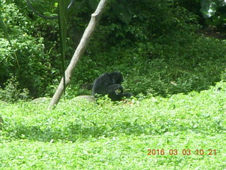 Indonesia Safari ride bears