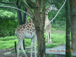 Indonesia Safari ride - giraffe