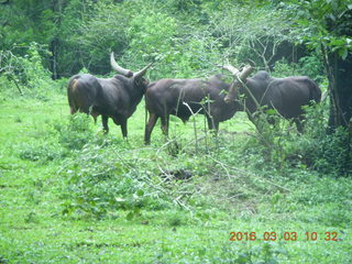 Indonesia Safari ride - buffalo