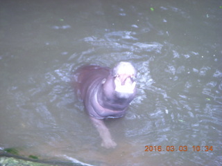 Indonesia Safari ride - hippo